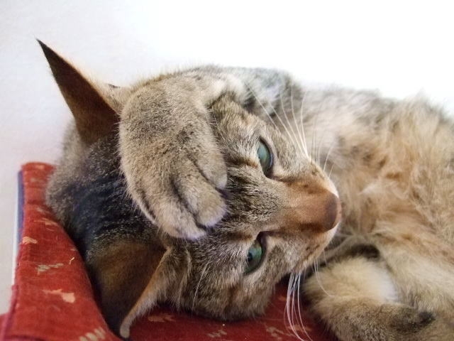 猫の耳がハゲてる ３つの原因と対策方法をそれぞれ紹介 コネコ ネコネコ モフモフダイアリ