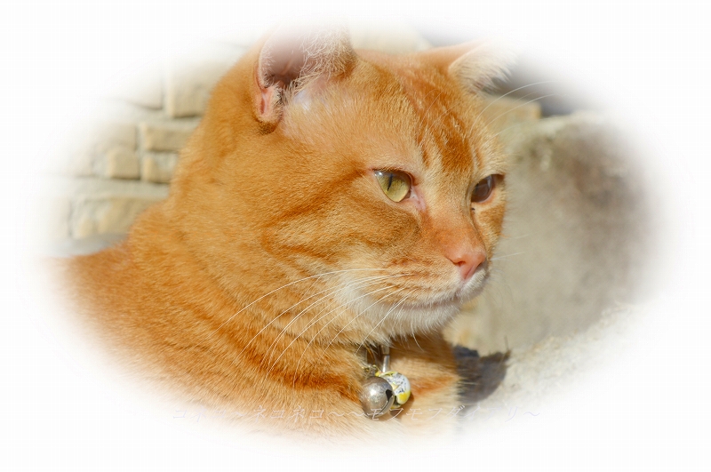 猫のひげの役割 切れてる ぬけてるときの対処法と保存ケースもご紹介 コネコ ネコネコ モフモフダイアリ