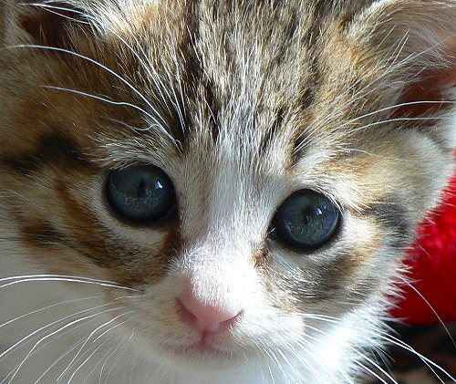 猫の目の色の種類を写真付き一覧で 目の色が変わることもあるの コネコ ネコネコ モフモフダイアリ